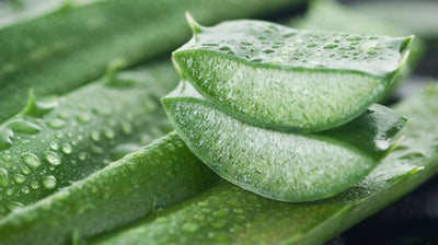 5 Uses for Aloe Vera